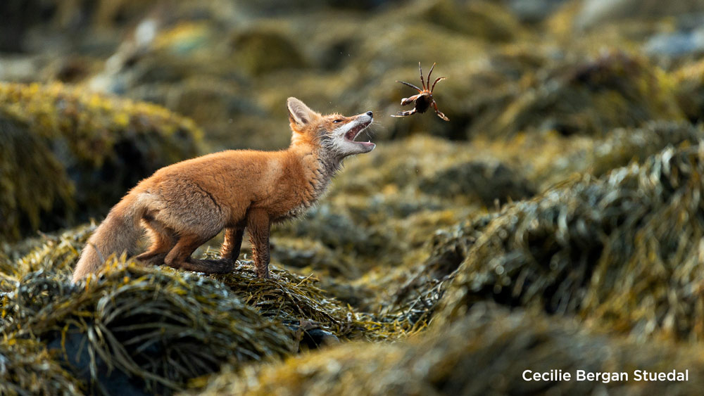 , The Results Are In! Celebrating the Winner of the Life on Earth Photography Competition