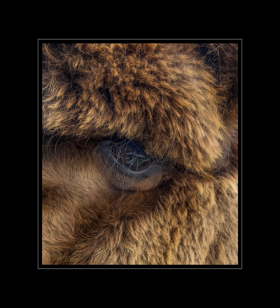 , June 2026 Highly Commended