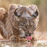 Animal Behaviour Photography Competition