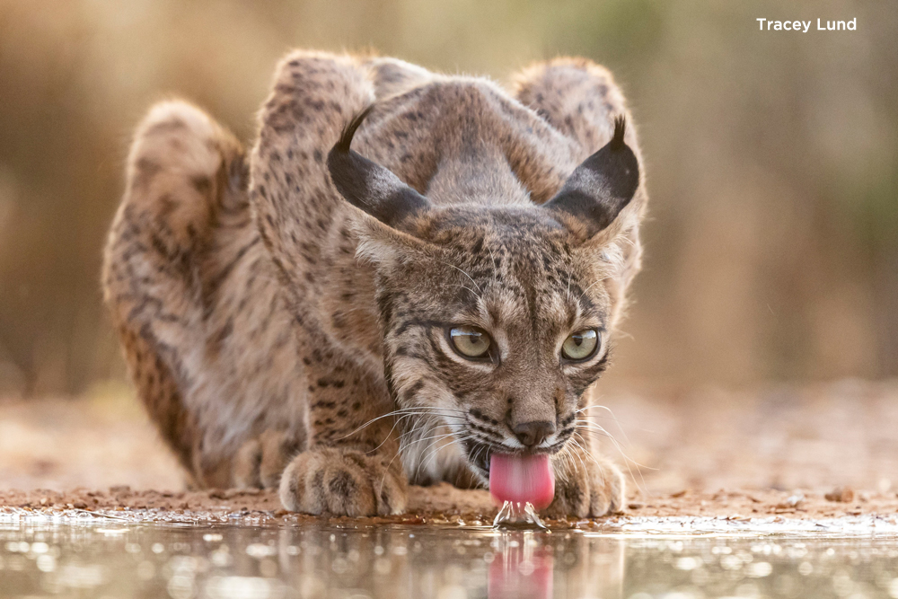 , Announcing the Animal Behaviour Photography Competition