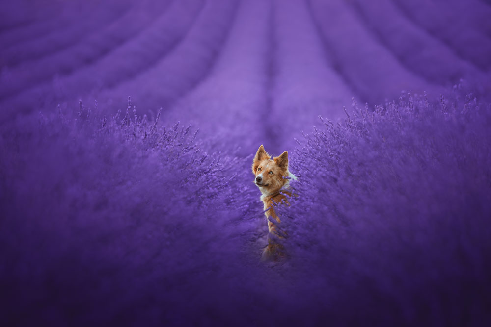 Award-winning pet photographer Veronika Shandor