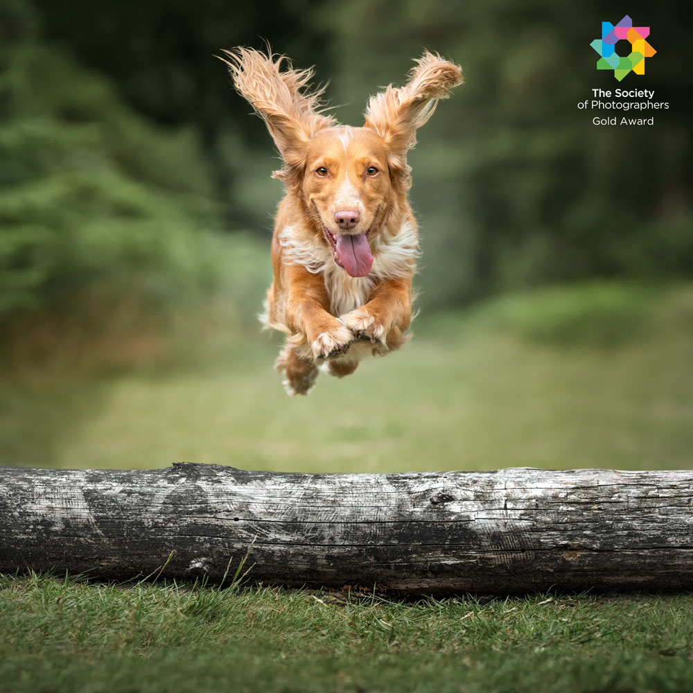 Chris Miller Dog Photography