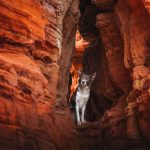 Dog Photography
