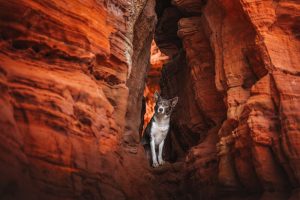 Dog Photography