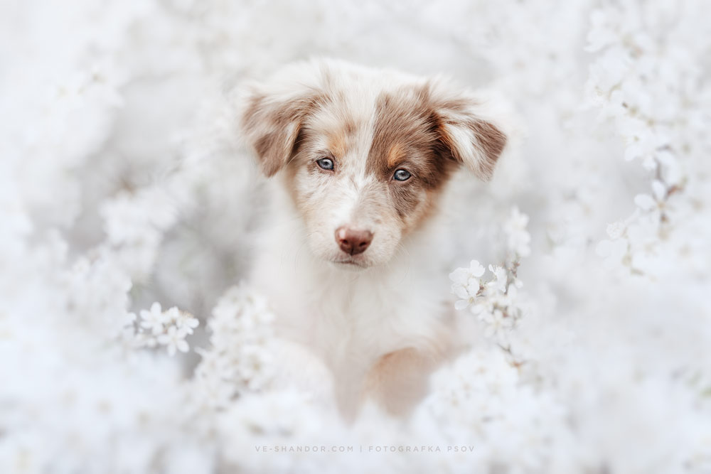 Dog and Pet Photography