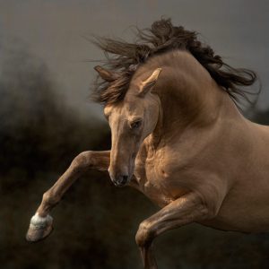 Karen Bennett Unbridled Spirit