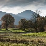 Photographing Trees Through the Seasons