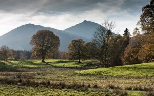 Photographing Trees Through the Seasons