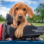 Tails at 60 Celebrting Lives of Dogs