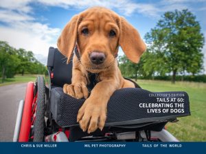 Tails at 60 Celebrting Lives of Dogs