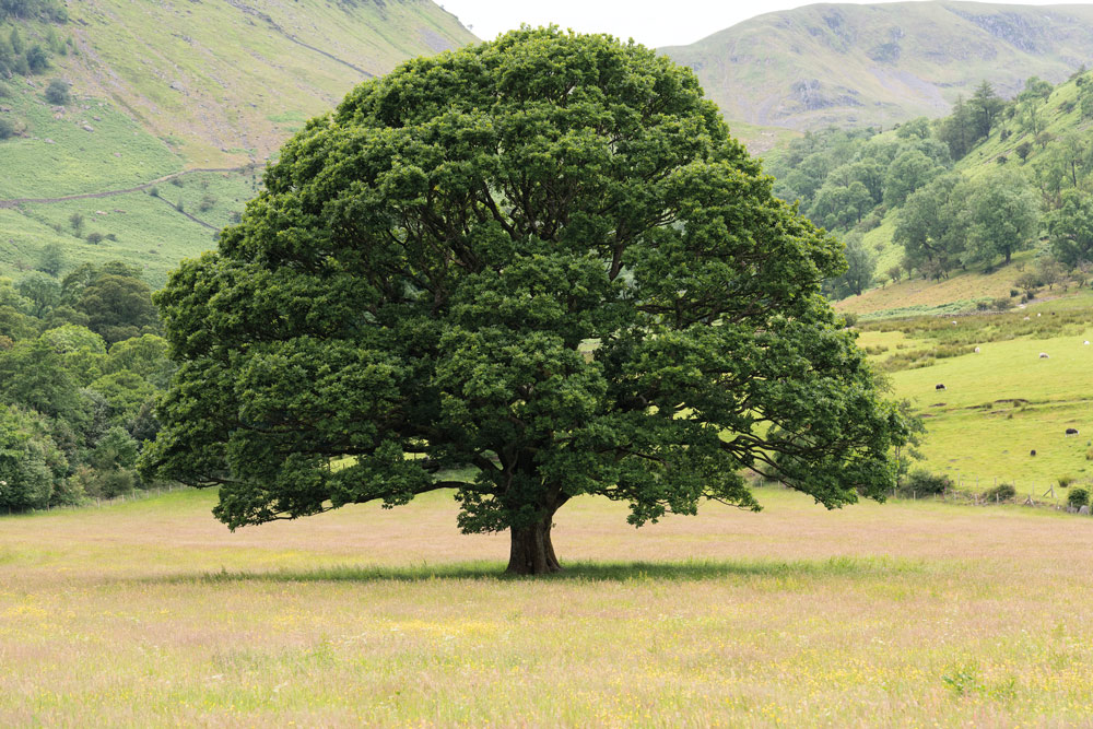 Use composition to make the tree stand out