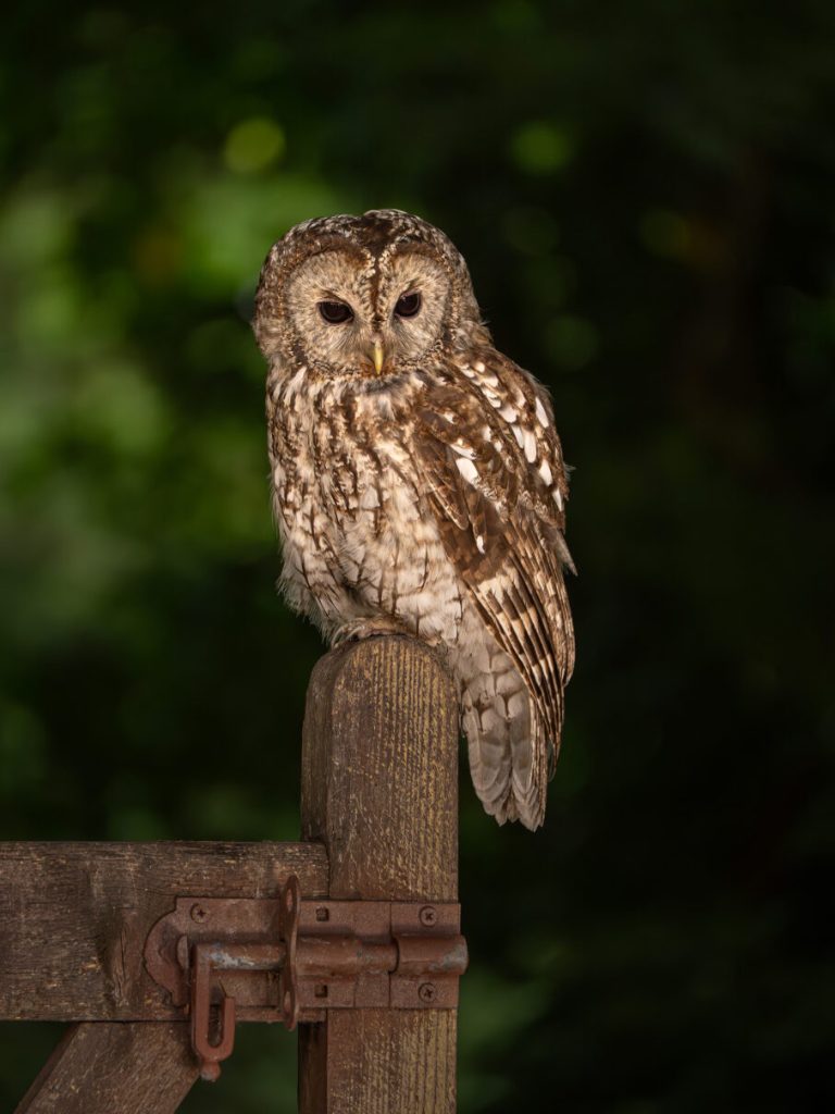 &copy; Terry Donnelly | Sony &alpha;7 V + FE 100-400mm f/5.6-8 OSS | 1/125s @ f/8.0, ISO 1600