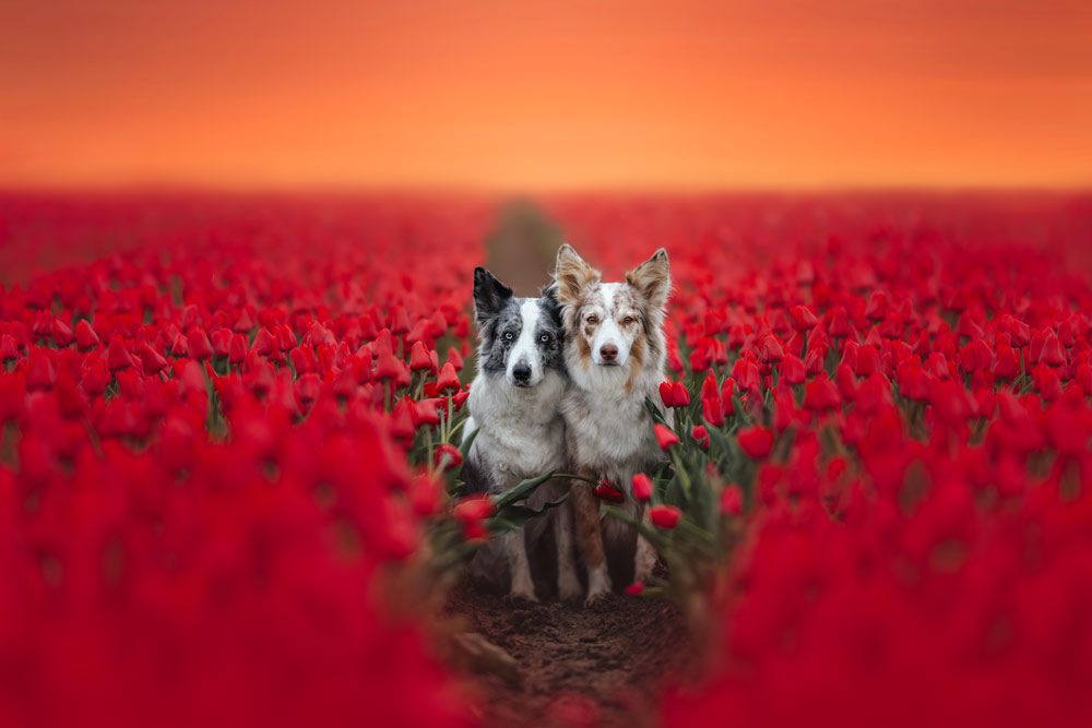 pet photography