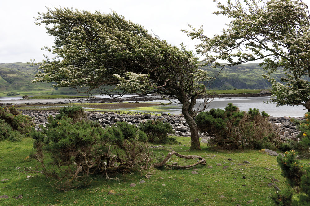 trees with character