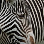 Zoo Visions with Terry Donnelly