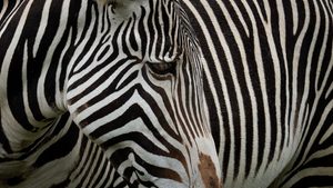 Zoo Visions with Terry Donnelly