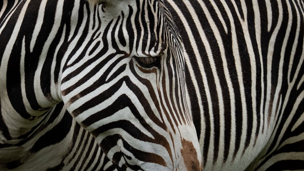 Zoo Visions with Terry Donnelly