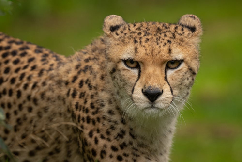 , Zoo Visions with Terry Donnelly – A Wildlife Photography Experience at Chester Zoo