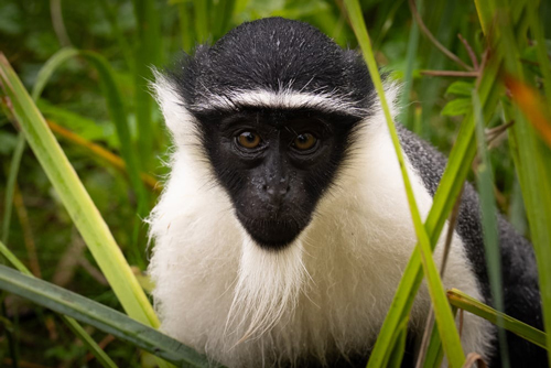 , Zoo Visions with Terry Donnelly – A Wildlife Photography Experience at Chester Zoo