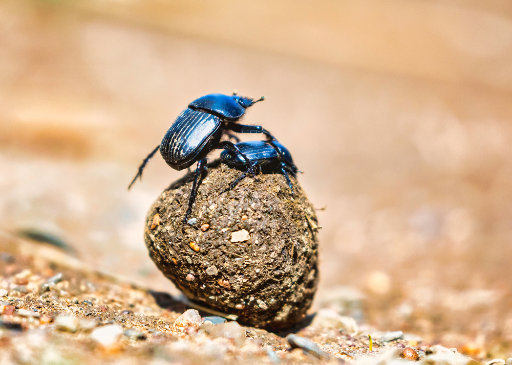 African safari photography