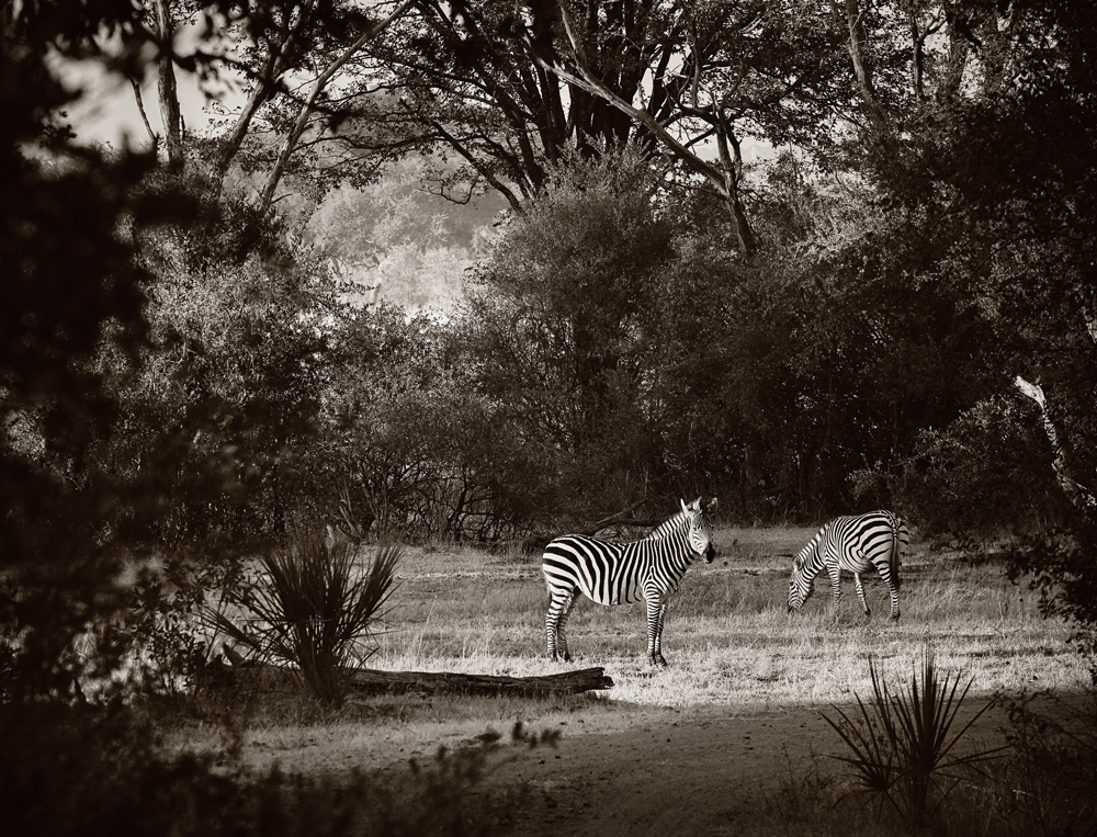 African wildlife photography