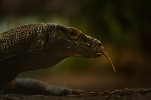 , Zoo Visions with Terry Donnelly – A Wildlife Photography Experience at Chester Zoo