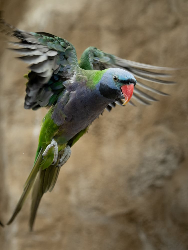 , Zoo Visions with Terry Donnelly – A Wildlife Photography Experience at Chester Zoo
