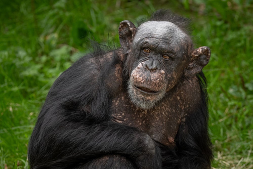 , Zoo Visions with Terry Donnelly – A Wildlife Photography Experience at Chester Zoo