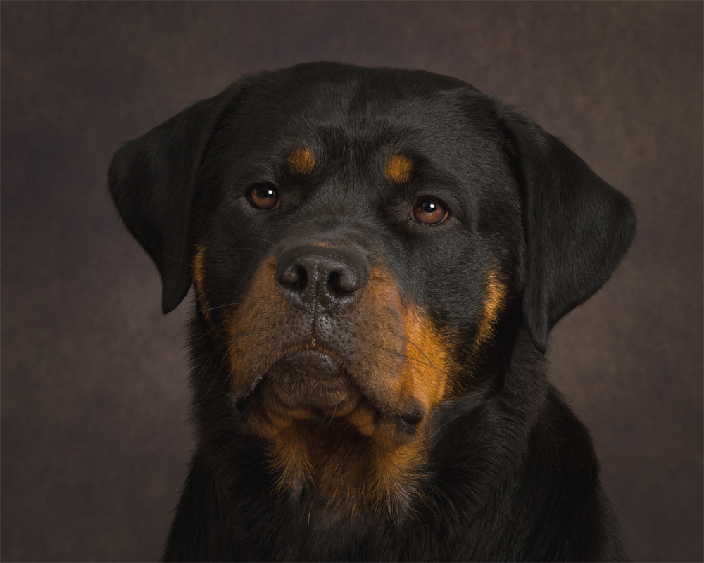 dog behaviour photography