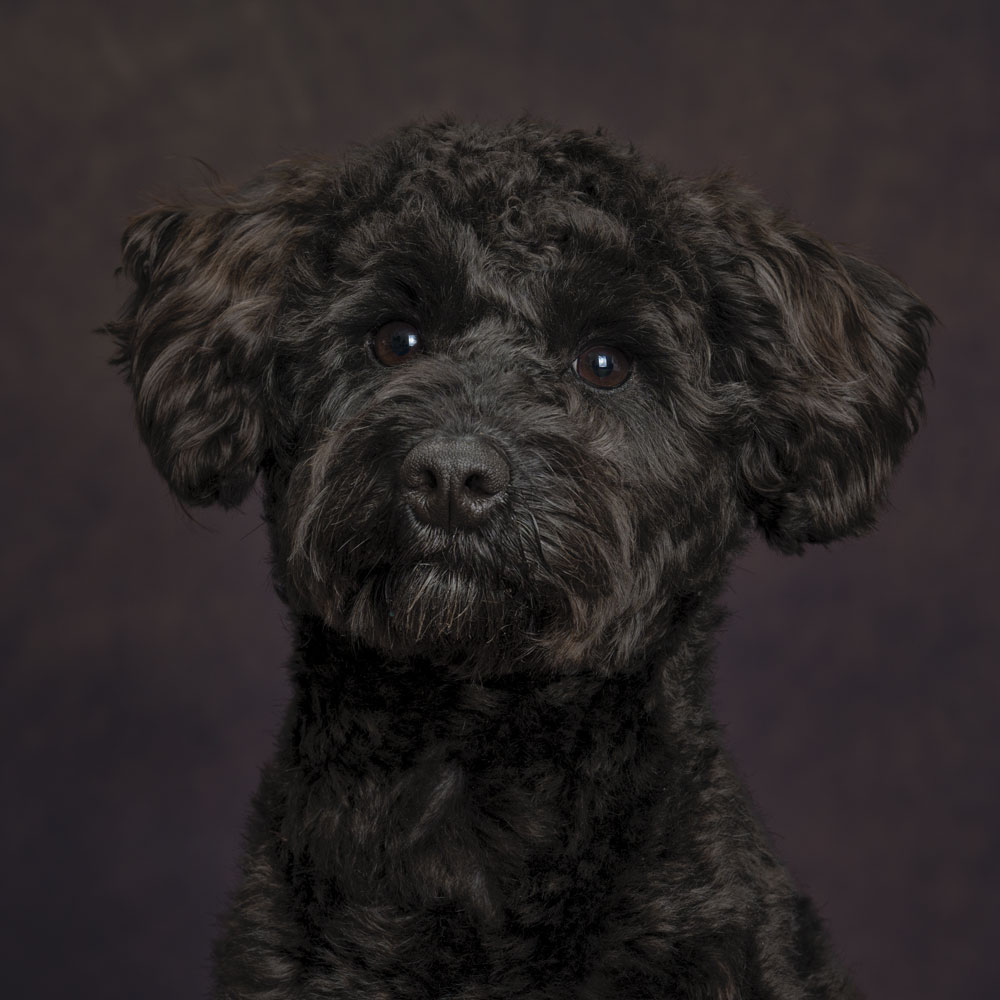 dog photography lighting