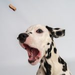 dog photography safety
