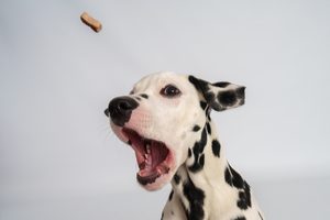 dog photography safety