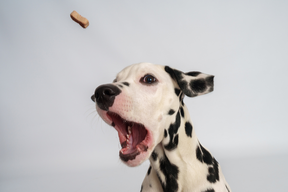 dog photography safety
