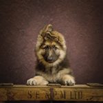 dog photography studio