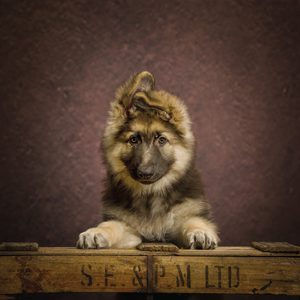 dog photography studio