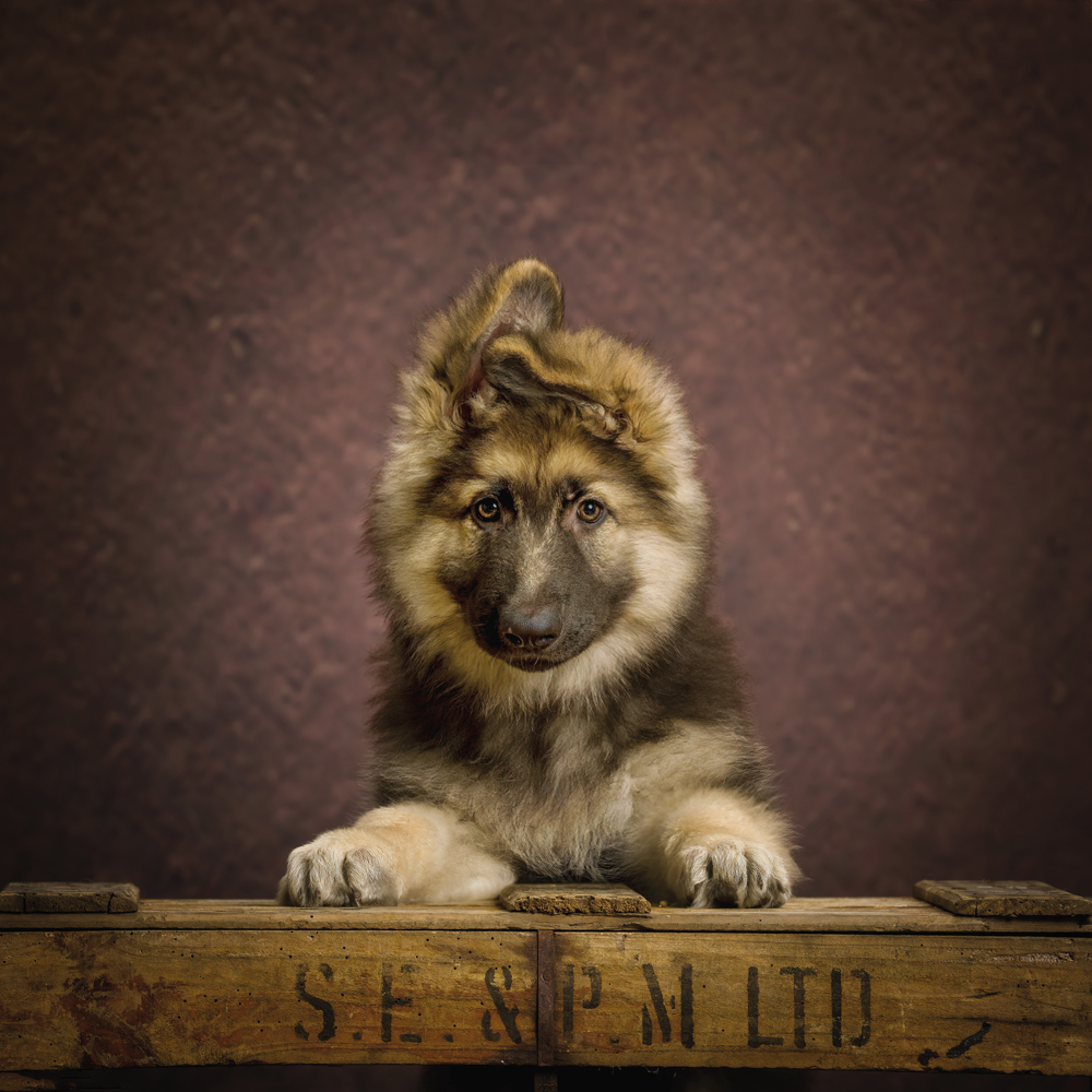 dog photography studio