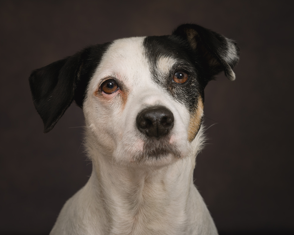 dog photography tips
