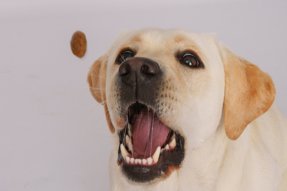 dog photography treats