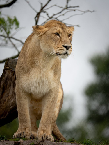 , Zoo Visions with Terry Donnelly – A Wildlife Photography Experience at Chester Zoo