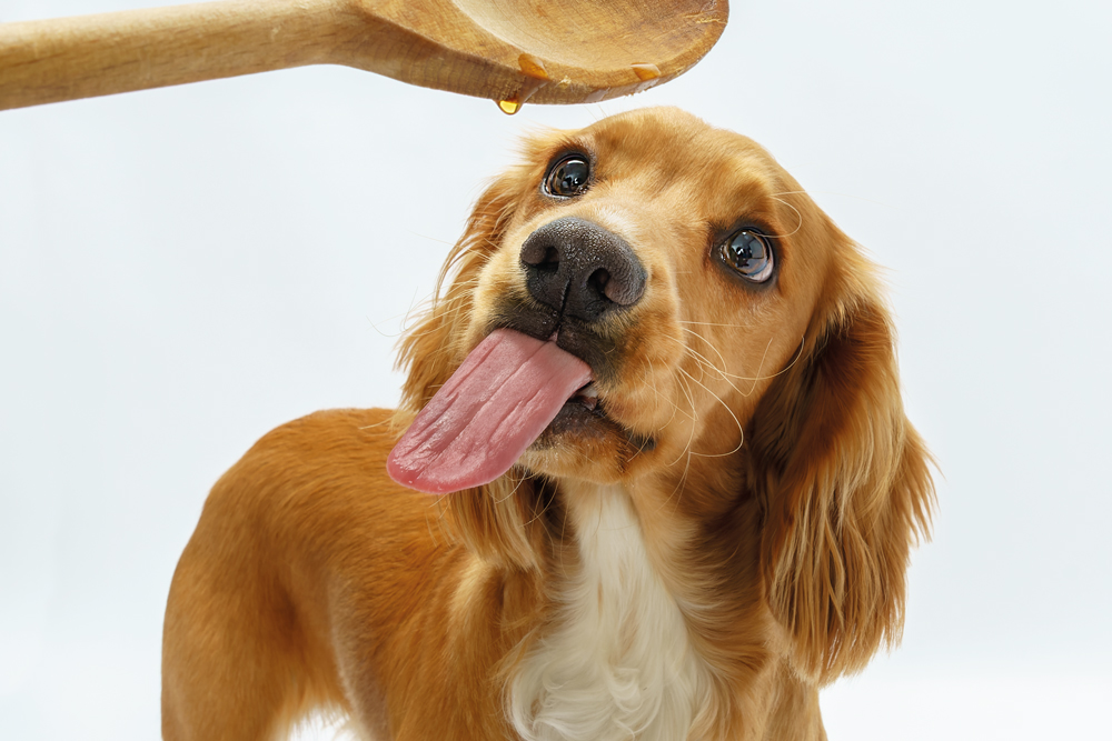photographing dogs in a studio