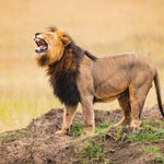 photography safari tips