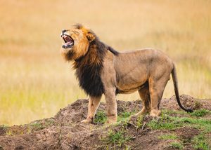 photography safari tips