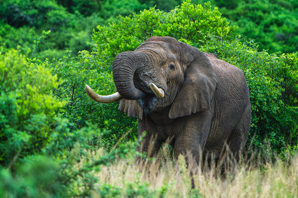 safari photography tips