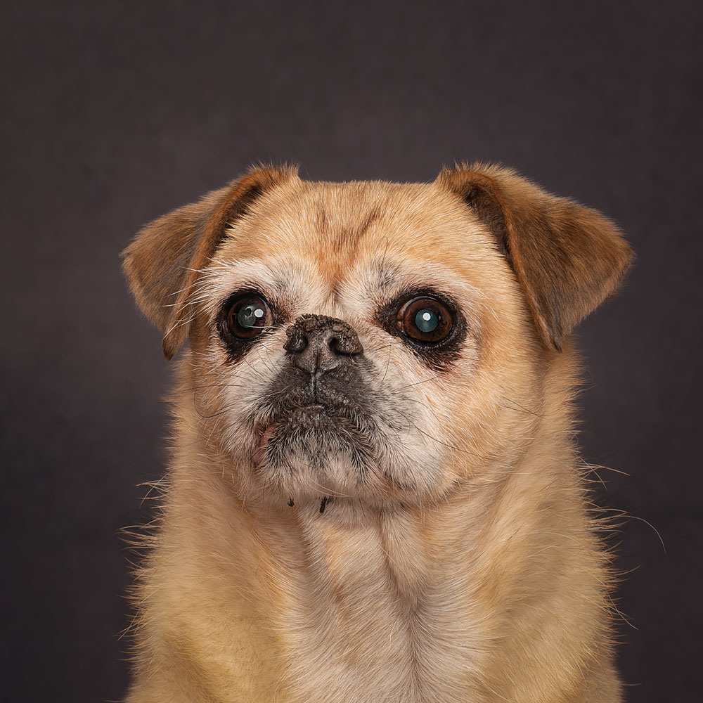 studio photography dogs