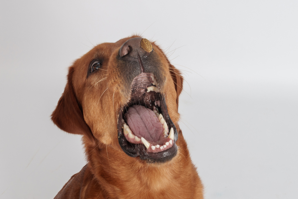 treat catching dog photography