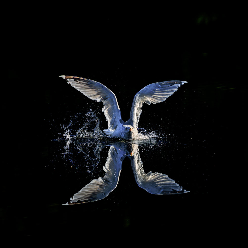 , September 2026 Highly Commended